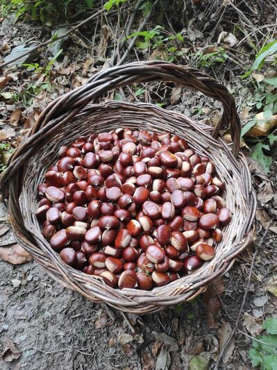 Panier de châtaignes corses