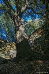 Albero in casa abbandonata Mata Luri - 17/09/2016