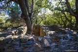 Albero in una casa in rovina, villaggio abbandonato di Mata Cap Corse - 17/09/2016