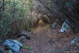 Tunnel d'arbres au village abandonné de Mata à Luri - 17/09/2016