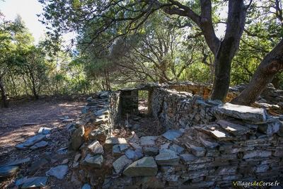 Baum in einem verfallenen Haus im verlassenen Dorf Mata, Cap Corse - 17/09/2016