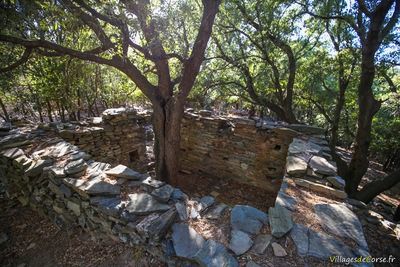 Arbre dans une maison en ruine au village abandonné à Mata, Cap Corse - 17/09/2016