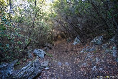 Pfad Tunnel D Arbres verlassenes Dorf Mata in Luri - 17092016