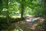 Forêt Vizzavona à Vivario, le 05/07/2016