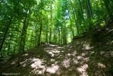 Forêt Vizzavona à Vivario, le 05/07/2016