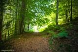 Forêt Vizzavona à Vivario, le 05/07/2016