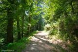 Forêt Vizzavona à Vivario, le 05/07/2016