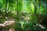 Pont en Bois Sentier Archeologique de Vizzavona Vivario - 05/07/2016