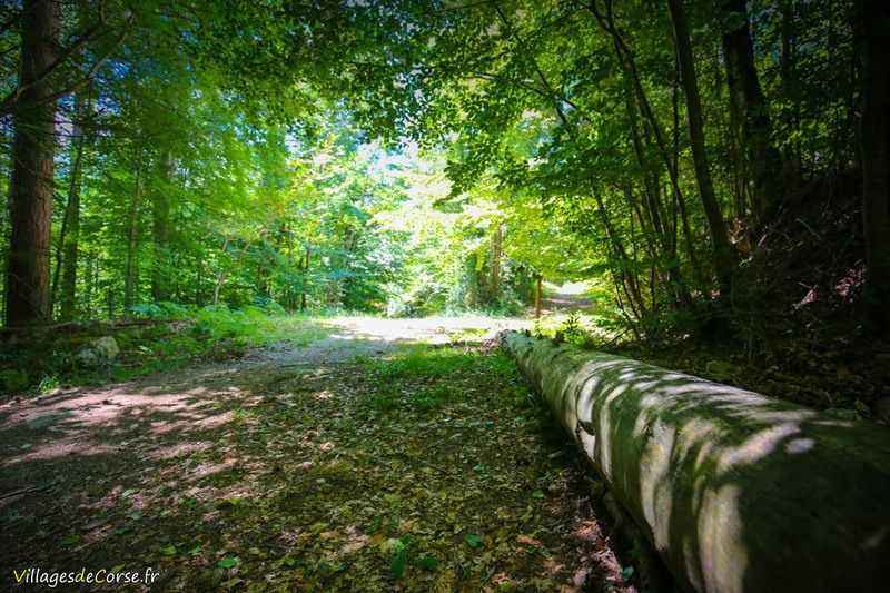 Forêt Vizzavona in Vivario am 05072016