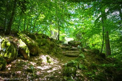 Forêt Vizzavona in Vivario am 05072016