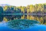 Nenuphars Lac de Creno Orto - 26/08/2012