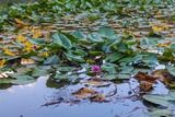 Nenuphars Lake Creno Orto - 26/08/2012