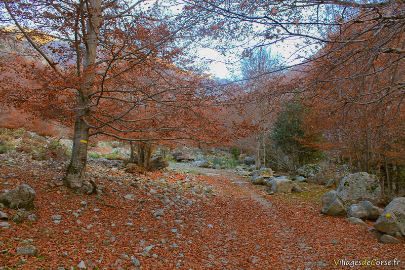 Autumn landscape Corsica Bocognano - 25/11/2012