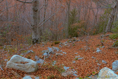 Foret Automne Bocognano - 25/11/2012