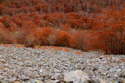 Foret Automne Corse Bocognano - 25/11/2012