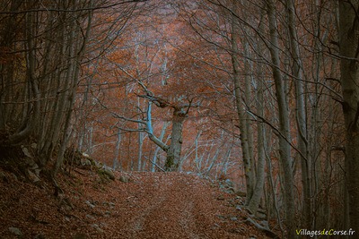 Sentier Randonnee Bergeries de Capiaghja Bocognano - 25/11/2012