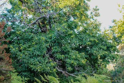 Chestnut trees Cuttoli Corticchiato - 01/09/2013