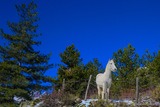 Cheval Blanc Neige Corse - 29/01/2019