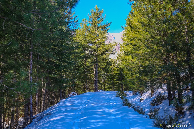 Wanderung Bergerie U Vallone Calasima Niolu Albertacce - 29/01/2019