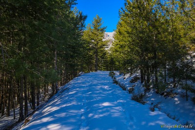 Wanderung Bergerie U Vallone Calasima Niolu Albertacce - 29/01/2019