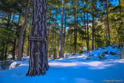 Randonnee Montagne Neige Corse Gr Bergerie U Vallone Refuge U Tihjettu Albertacce - 29/01/2019