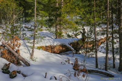 Wanderweg Albertacce Bergerie U Ballone Sous la Neige - 29/01/2019