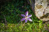 Crocus Corsicus Saffron flower - 16/02/2019