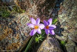 Crocus Corsicus Saffron flower - 16/02/2019