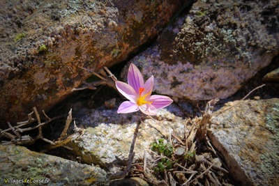 Crocus Corsicus Corscia Corse - 16/02/2019